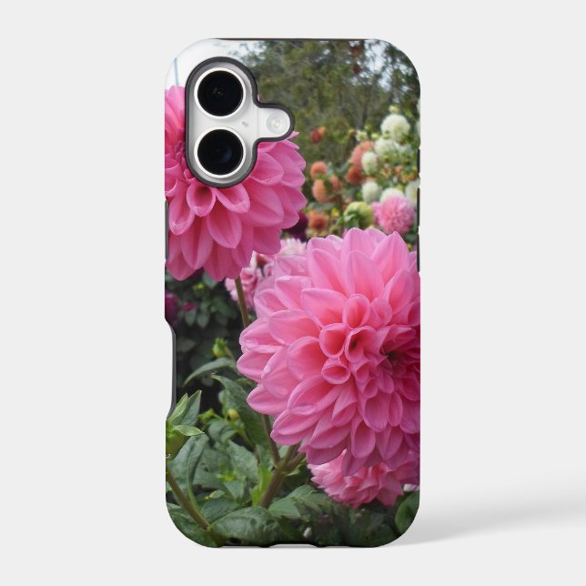 Two Pink Dahlias (Back)