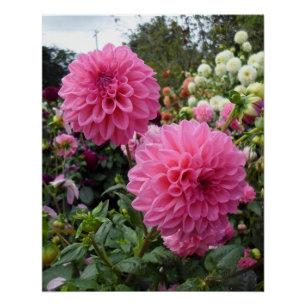 Two Pink Dahlias Poster