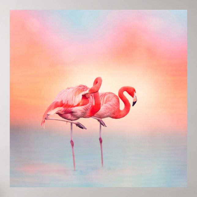 Two Pink flamingos in the water at sunsetflamingo, Poster (Front)