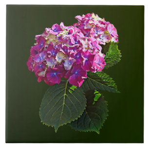 Two Pink Hydrangea Tile