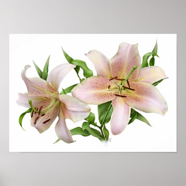 Two Pink Lilies Original Art Print (Front)