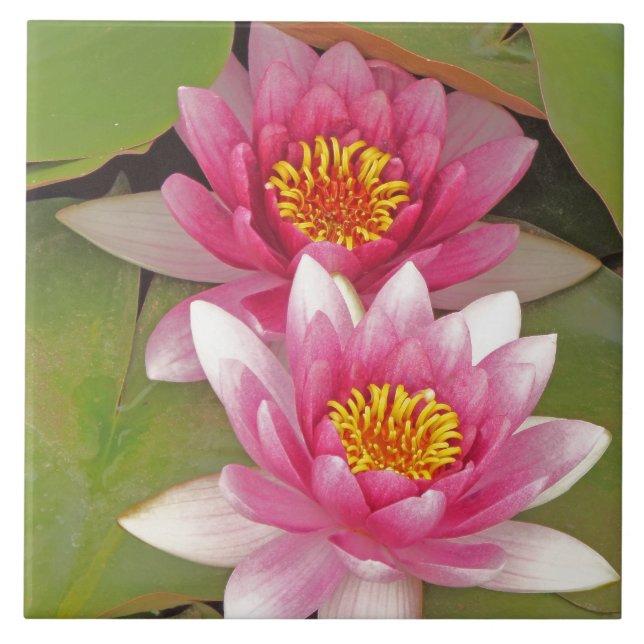 "TWO PINK LOTUS BLOSSOMS" decorative tile (Front)