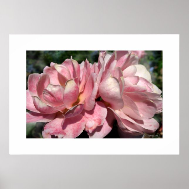 Two Pink Roses Poster (Front)