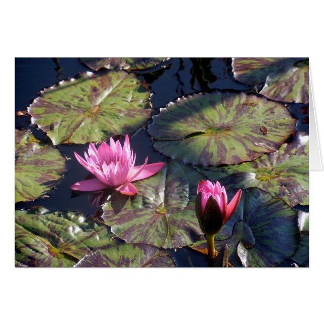 Two Pink Water Lilies (Front Horizontal)