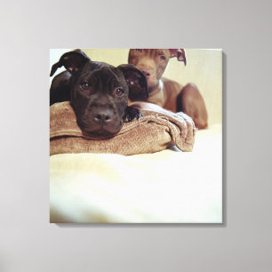 Two pit bull terriers sitting indoors, close-up canvas print