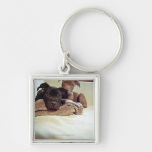 Two pit bull terriers sitting indoors, close-up key ring
