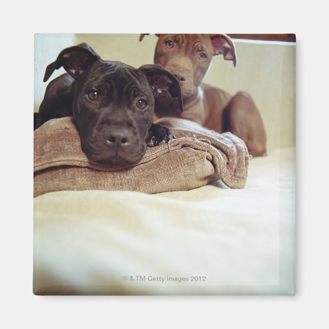 Two pit bull terriers sitting indoors, close-up magnet (Front)