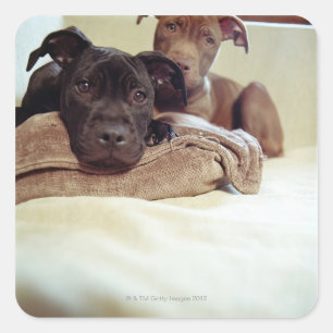 Two pit bull terriers sitting indoors, close-up square sticker