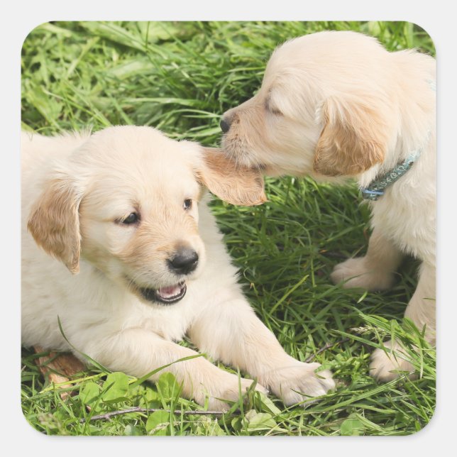 Two Playful Yellow Lab Puppies  Ceramic Ornament Square Sticker (Front)