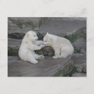 Two Polar bear cubs Postcard