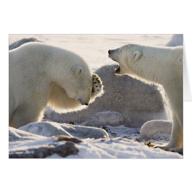 Two Polar Bears (Front Horizontal)