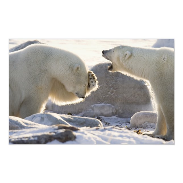Two Polar Bears Photo Print (Front)