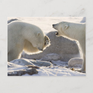 Two Polar Bears Postcard