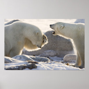 Two Polar Bears Poster