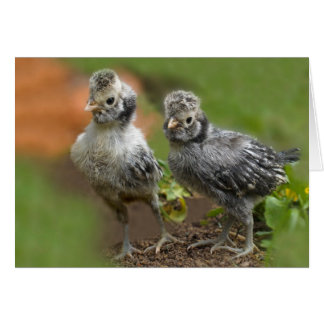 Two Polish Chicks - Cute Baby Chickens