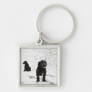 Two Portuguese Water Dog puppies in a room Key Ring