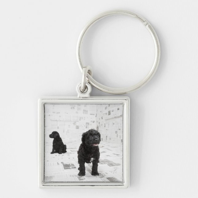Two Portuguese Water Dog puppies in a room Key Ring (Front)