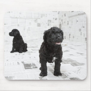 Two Portuguese Water Dog puppies in a room Mouse Mat