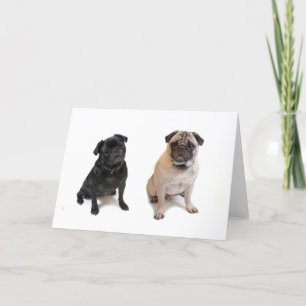 Two pugs one beige one black card