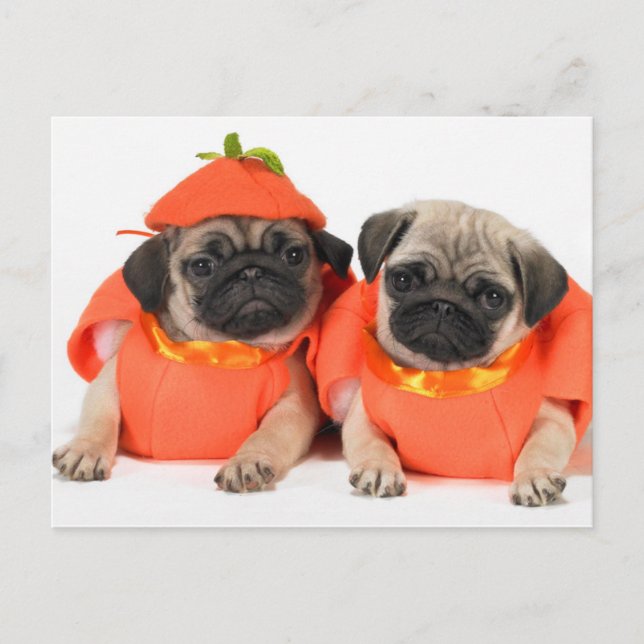 Two Pugs Postcard (Front)