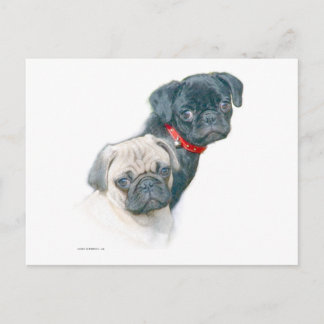 Two Pugs Postcard