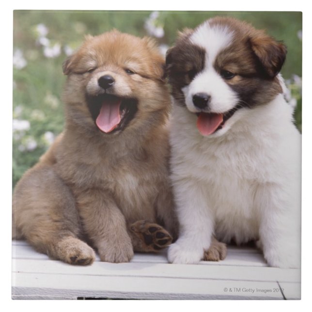Two puppies sitting together tile (Front)