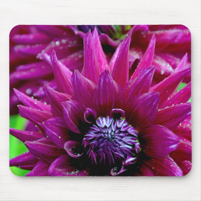 Two purple dahlias flowers in bloom mouse mat (Front)