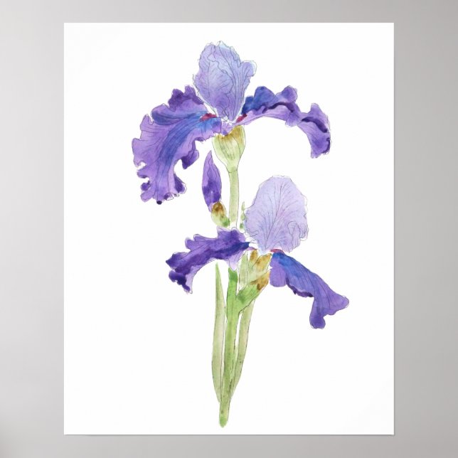 two purple irises  ink and watercolor  poster (Front)