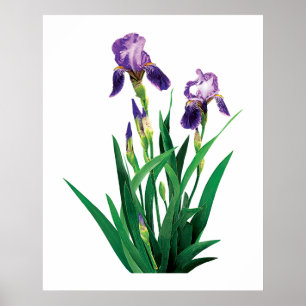 Two Purple Irises Poster