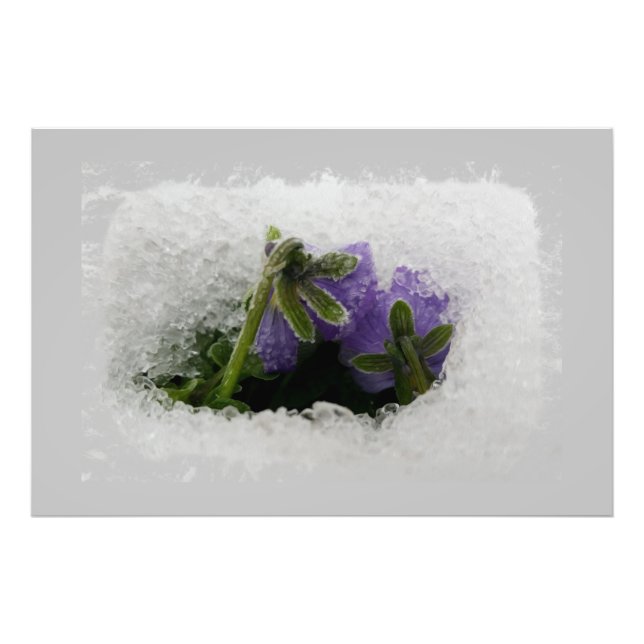 Two purple pansies photo print (Front)