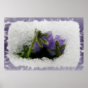 Two purple pansies poster