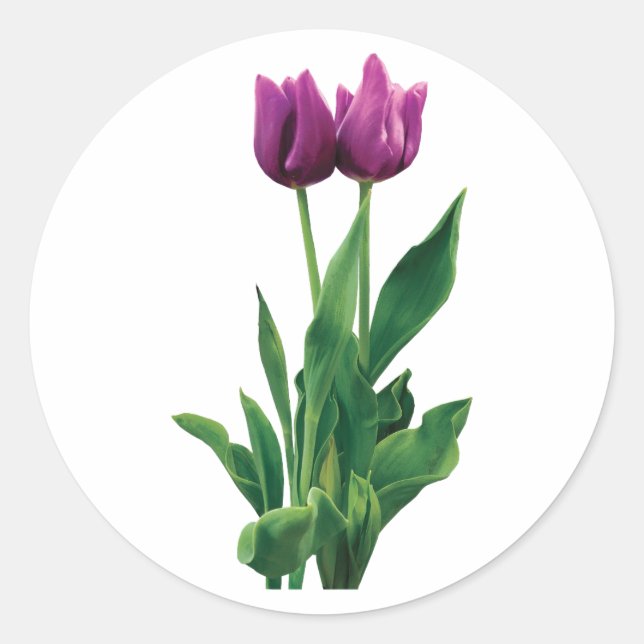 Two Purple Tulips Classic Round Sticker (Front)