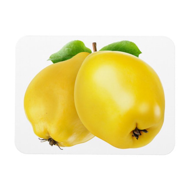 Two quince fruits magnet (Horizontal)