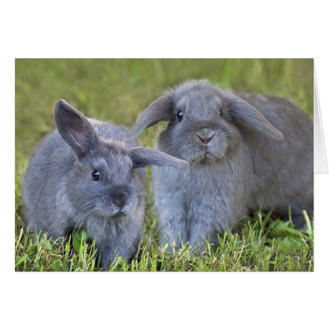Two Rabbits Card (Front Horizontal)