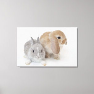 Two rabbits.Netherland Dwarf and Holland Lop. Canvas Print