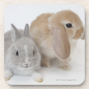 Two rabbits.Netherland Dwarf and Holland Lop. Coaster