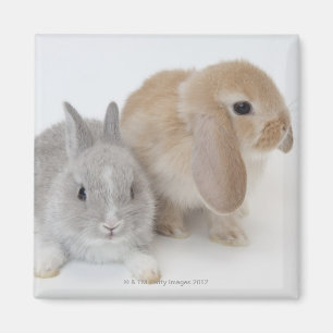 Two rabbits.Netherland Dwarf and Holland Lop. Magnet