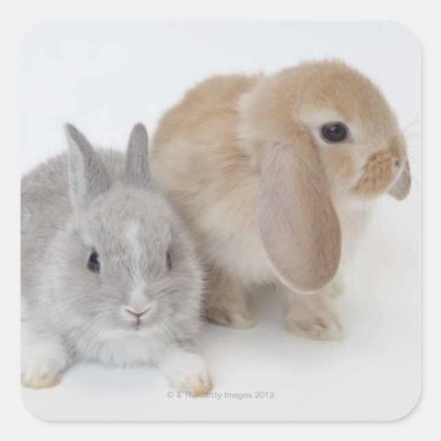 Two rabbits.Netherland Dwarf and Holland Lop. Square Sticker (Front)