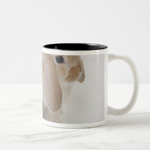 Two rabbits.Netherland Dwarf and Holland Lop. Two-Tone Coffee Mug