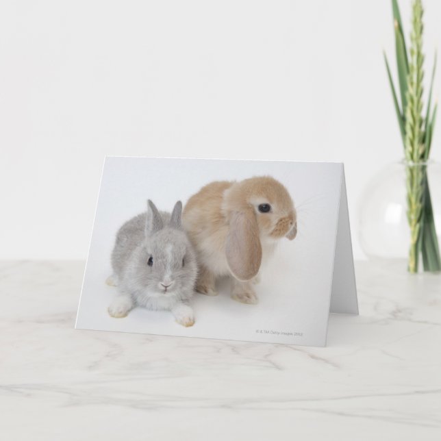Two Rabbits | Netherland Dwarf & Holland Lop Card (Front)