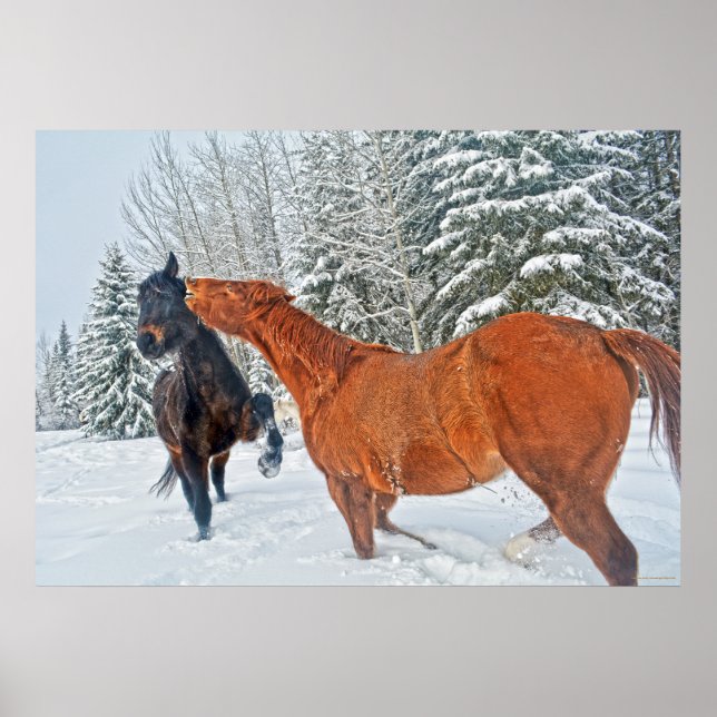 Two Ranch Horses Playfighting in Winter Snows Poster (Front)
