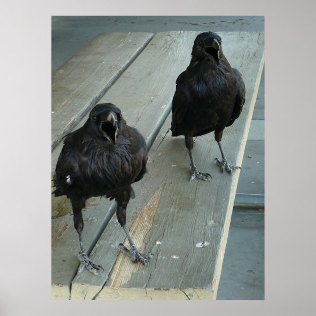 Two Ravens Cawing On a Bench Outside Poster (Front)