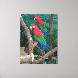 Two Red and Green Winged Macaws Ara Chloropterus Canvas Print