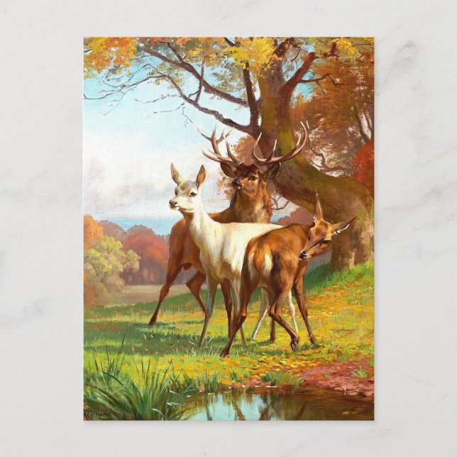 Two Red And White Deer The Forest Postcard (Front)
