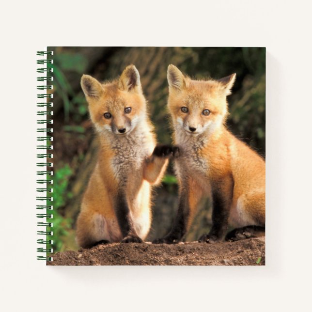Two Red Fox Pups in Front of Their Den Notebook (Front)
