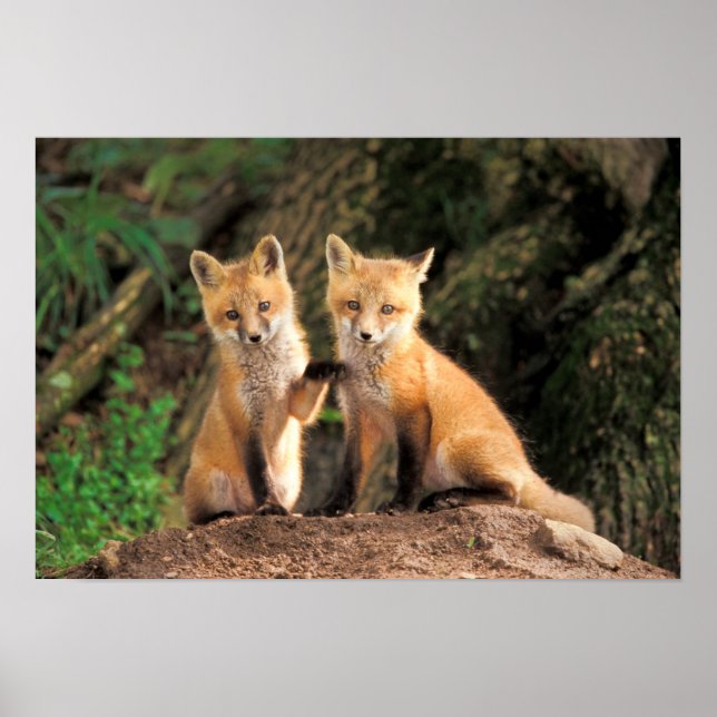 Two Red Fox Pups in Front of Their Den Poster (Front)