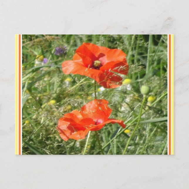 Two Red Poppies Wild Flowers DIY Postcard (Front)