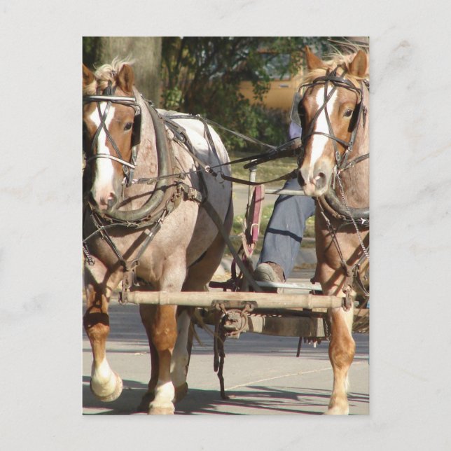  Two Red Roan Horses Postcard (Front)
