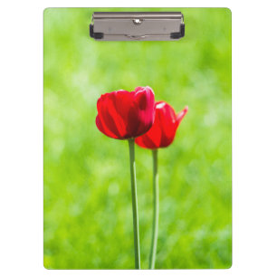Two red tulip flowers clipboard