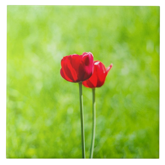 Two red tulip flowers tile (Front)